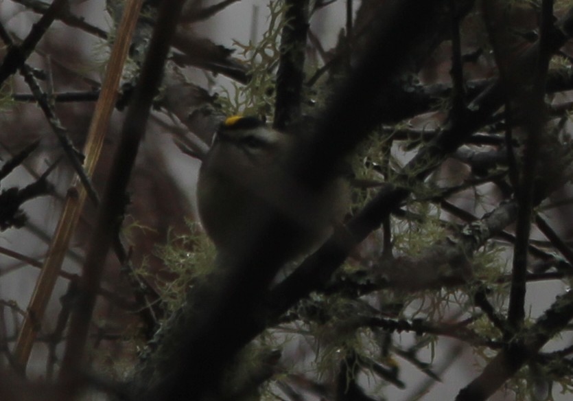 Golden-crowned Kinglet